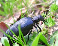 Coleottero Meloe proscarabaeus che cammina tra l'erba