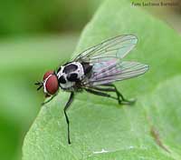 Mosca Anthomya sp. una mosca bicolore