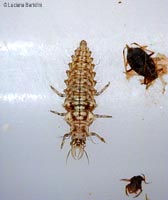 larva di crisopide