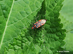 Corizus hyoscyami