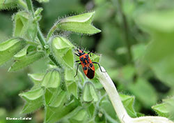 Corizus hyoscyami