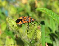 Corizus hyoscyami