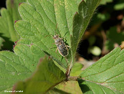 Liorhyssus hyalinus