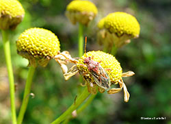 Rhopalus lepidus