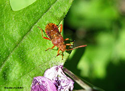 Rhopalus maculatus