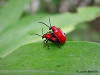 Lilioceris lilii il coleottero rosso brillante