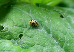 Coccinelle gialle a puntini neri