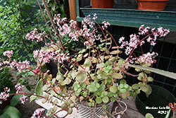 Crassula multicava in fiore - Crassulaceae