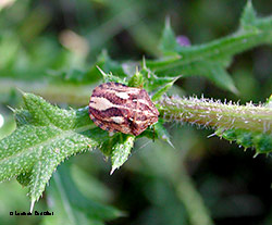 Eurygaster testudinaria