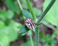 Eurygaster testudinaria