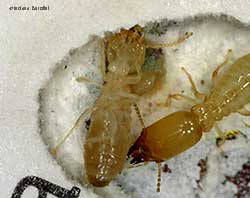 termite operaia