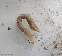 Larva di vermileonidae