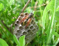 vespa polistes sul nido tra l'erba bassa