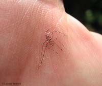 l'impronta della zanzara tigre spiaccicata sulla mano