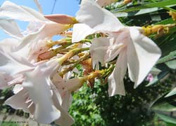 Aphis nerii l'afide giallo su dei fiori di oleandro