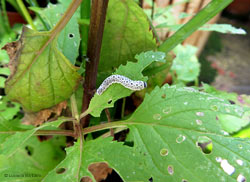 larva di Tenthredo scrophulariae