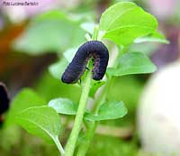 larva di imenottero dal colore scuro / nero