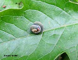 larva di imenottero