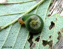 larva di imenottero