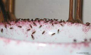 Drosophila melanogaster sul bordo di una tazza con del vino