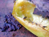 moscerino drosophila su della frutta
