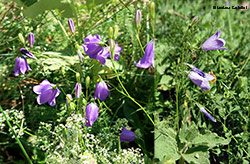 Campanula 