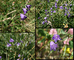 Campanula 