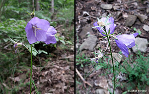 Campanula persicifolia