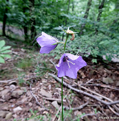 Campanula persicifolia