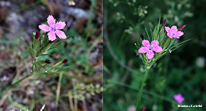 Dianthus armeria