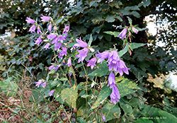 Campanula trachelium