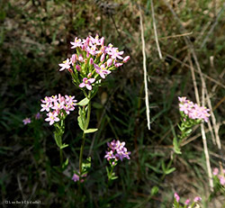 Centaurium erythraea