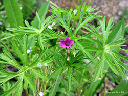 Geranium columbinum