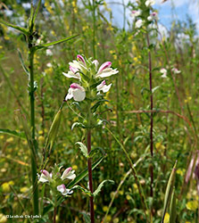 Bellardia trixago