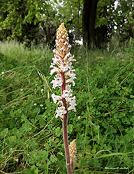 Orobanche crenata