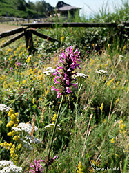 Stachys byzantina