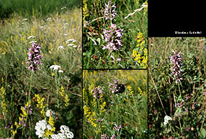 Stachys officinalis