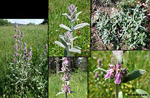 Stachys byzantina