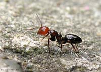 Formica Camponotus lateralis