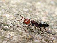 Un primo piano di Camponotus lateralis