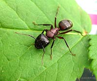 grossa formica Camponotus ligniperda