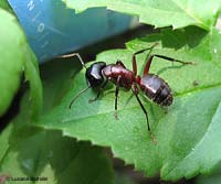 grossa formica Camponotus ligniperda