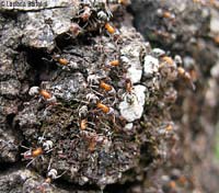 Colonia di formiche Liometopum microcephalum