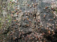 colonia di formiche su un tronco Liometopum microcefalum 
