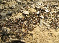 Passaggio di formiche Liometopum microcephalum