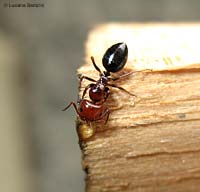 Formica Camponotus lateralis