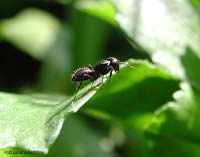 Formica Camponotus sp. su una foglia