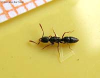 Ponera coarctata una formica dal corpo lungo