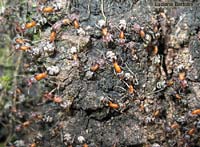 Colonia di formiche sul tronco Liometopum microcephalum