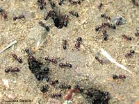 Formiche Messor minor che escono dai formicai